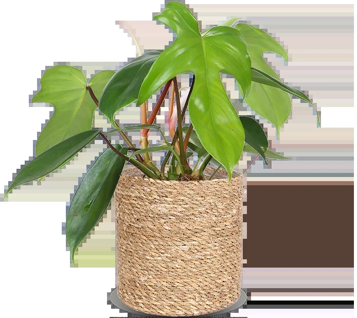 Philodendron Florida Green (Baumfreund) (S)