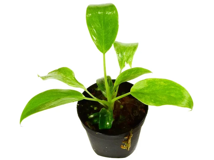 Philodendron giganteum ‚Blizzard‘ XS (5,5cm Topf)