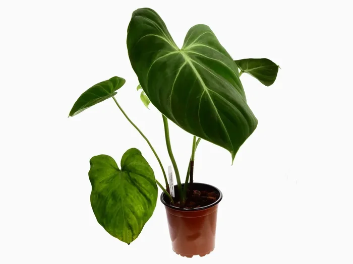 Philodendron gloriosum ‚Verde‘