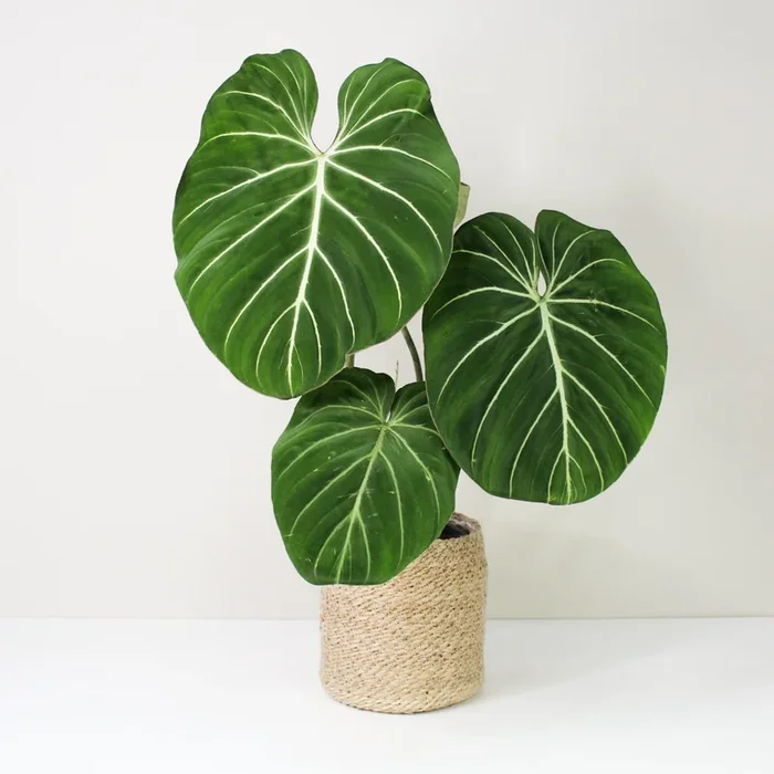 Philodendron Gloriosum ‚White Veins‘