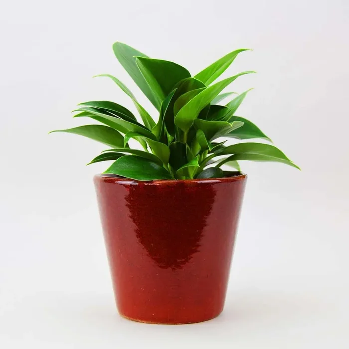Philodendron Green Princess & Berry Topf