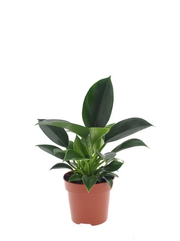 Philodendron Green Princess