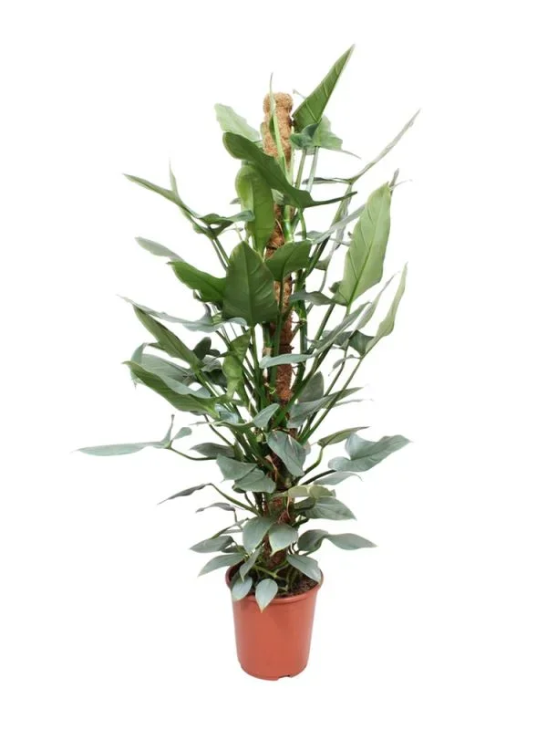 Philodendron Hastatum
