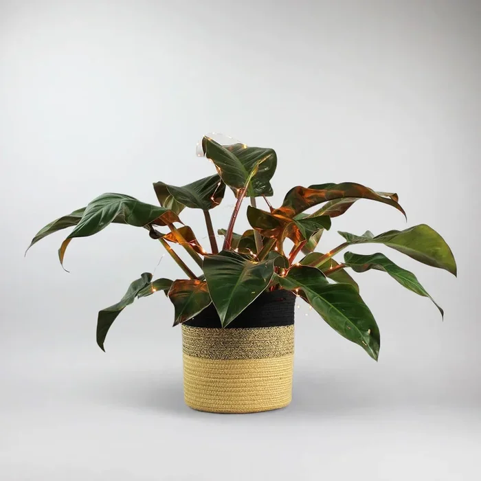 Philodendron Imperial Red & Monochrome Korb mit Lichterkette