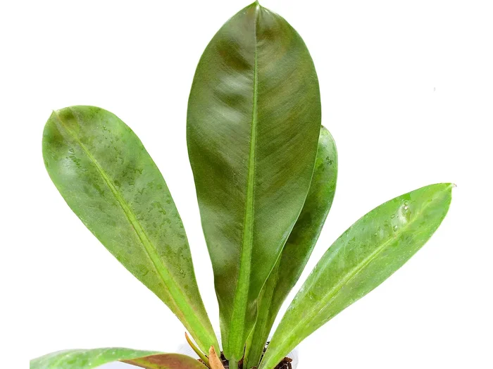 Philodendron insigne ‚Purple‘