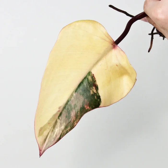 Philodendron Strawberry Shake – Ableger