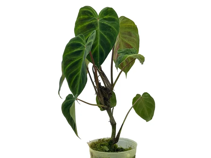 Philodendron verrucosum ‚Rude‘