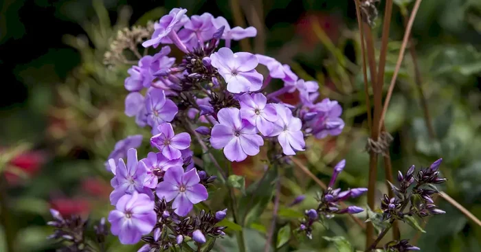 Phlox divaricata ‚Clouds of Perfume‘