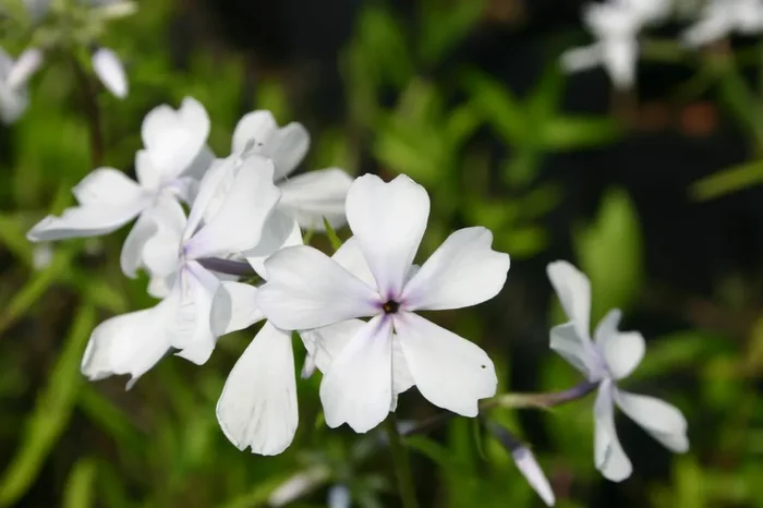 Phlox divaricata ‚May Breeze‘ (Flammenblume | Waldphlox)