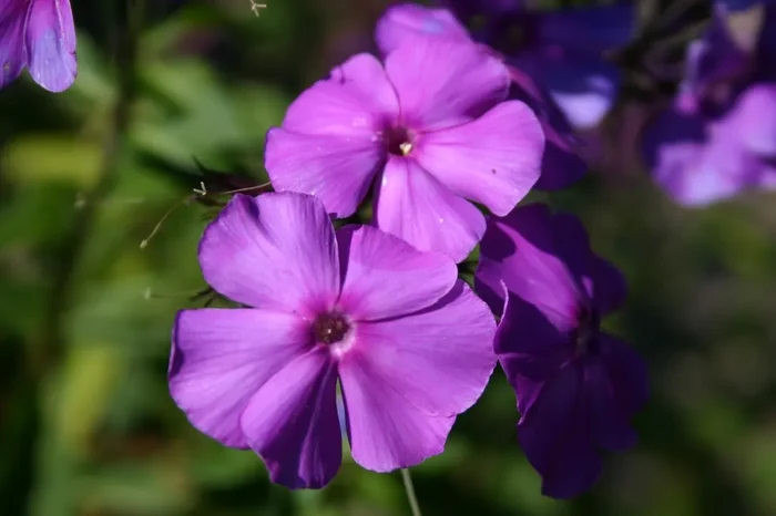 Phlox paniculata ‚Blue Paradise‘ (Flammenblume)