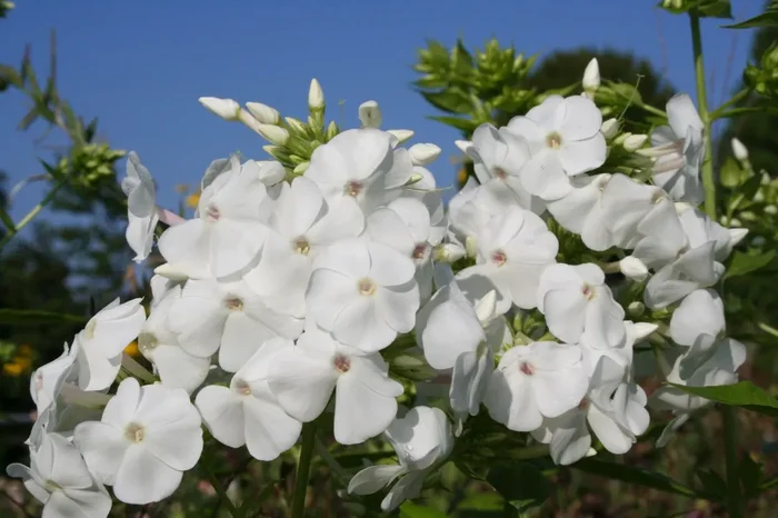 Phlox paniculata ‚David‘ (Flammenblume)