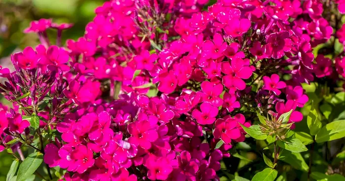 Phlox paniculata ‚Early Cerise‘ ®