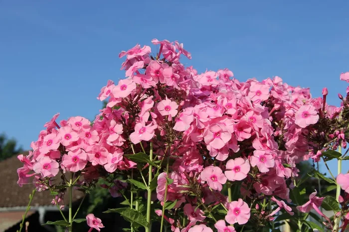 Phlox paniculata ‚Herbstwalzer‘ (Hohe Flammenblume)