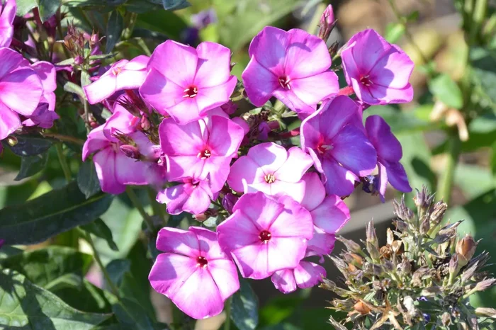 Phlox paniculata ‚Sweet Summer Fantasy‘ (Flammenblume)