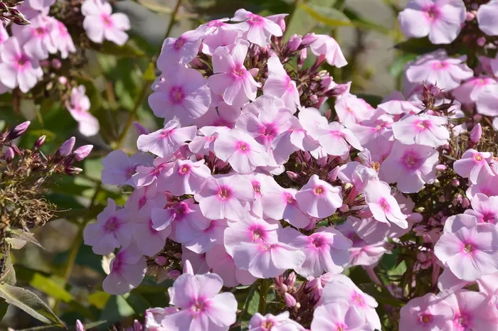 Phlox paniculata ‚Sweet Summer Sensation‘ (Hohe Flammenblume)