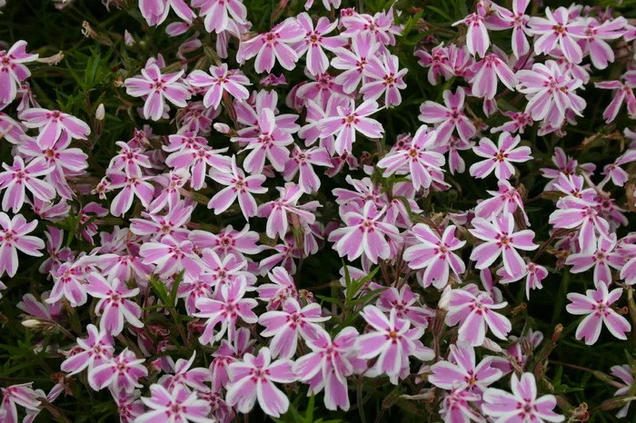 Phlox subulata ‚Candy Stripes‘ (Teppich-Flammenblume)