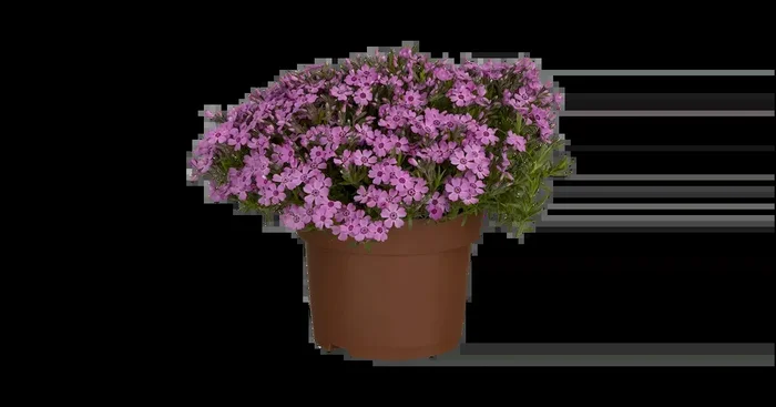 Phlox subulata ‚Zwergenteppich‘