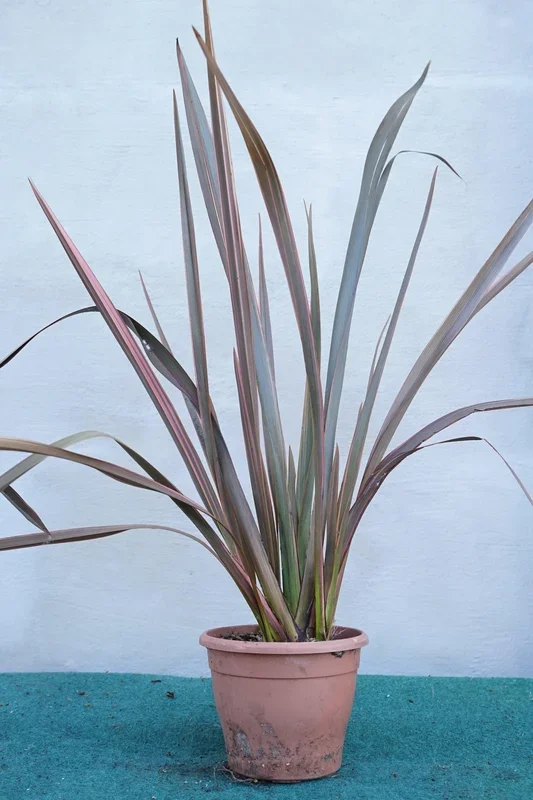 Phormium ‚Rainbow Queen‘ – Rotes Neuseelandflachs