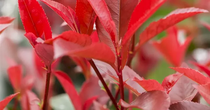 Photinia fraseri ‚Devil’s Dream‘