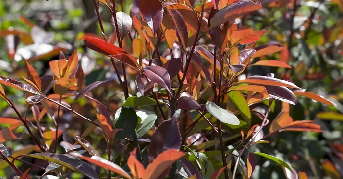 Photinia fraseri Red Robin Stamm