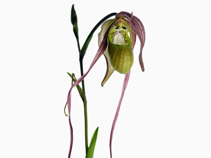 Phragmipedium Diana Salazar