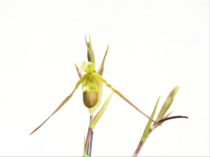 Phragmipedium longifolium fma. gracile