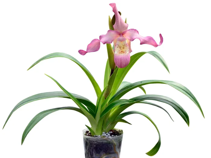 Phragmipedium Peruflora’s Angel
