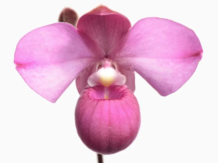 Phragmipedium Samuel Crothers