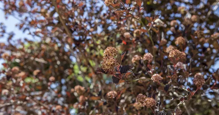 Physocarpus opulifolius ‚All Black‘