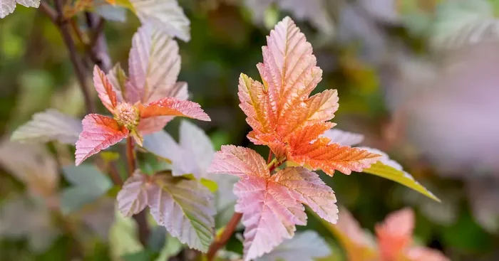 Physocarpus opulifolius ‚Lady in Red‘ -R-