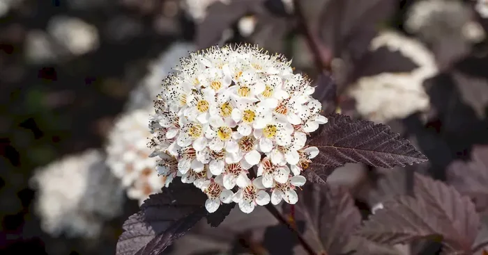 Physocarpus opulifolius ‚Summer Wine‘ -R-