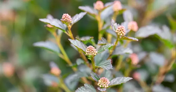 Physocarpus opulifolius ‚Tiny Wine‘ -R-
