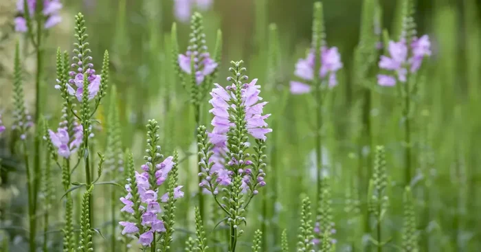 Physostegia virginiana ‚Bouquet Rose‘