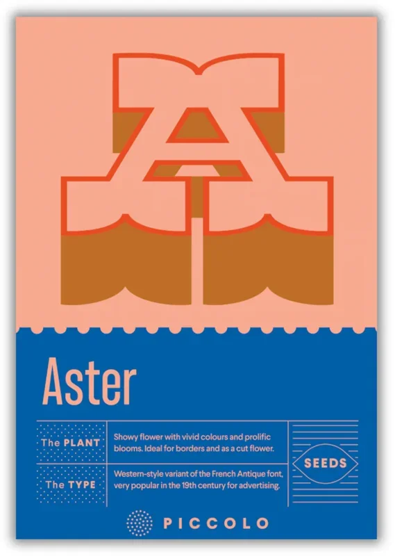Piccolo Seeds A – Aster – Sommeraster