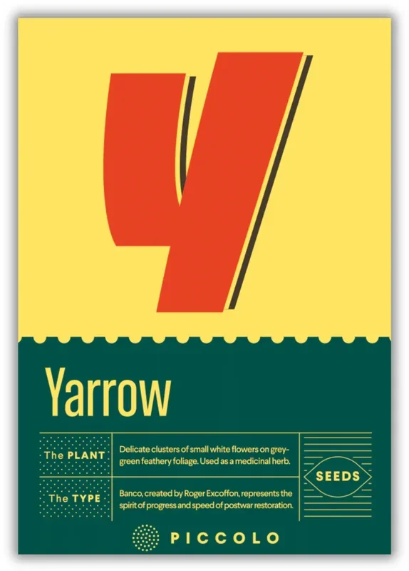 Piccolo Seeds Y – Yarrow – Gemeine Schafgarbe