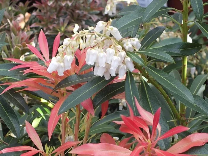 Pieris Japonica Forest Flame