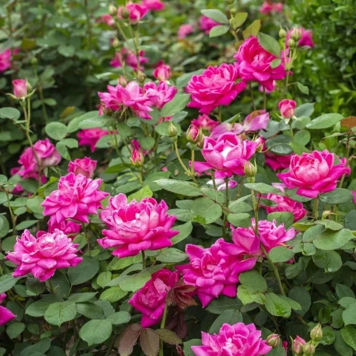 Pink Double Knock Out® Rose