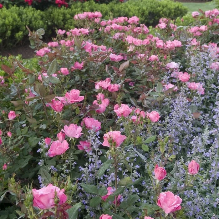 Pink Knock Out® Rose