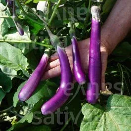Pink Lady – Aubergine