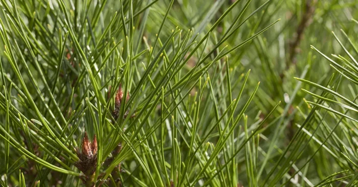 Pinus densiflora ‚Umbraculifera‘