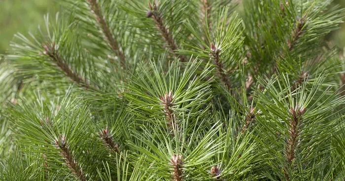 Pinus nigra ‚Pierrick Brégeon’${2}