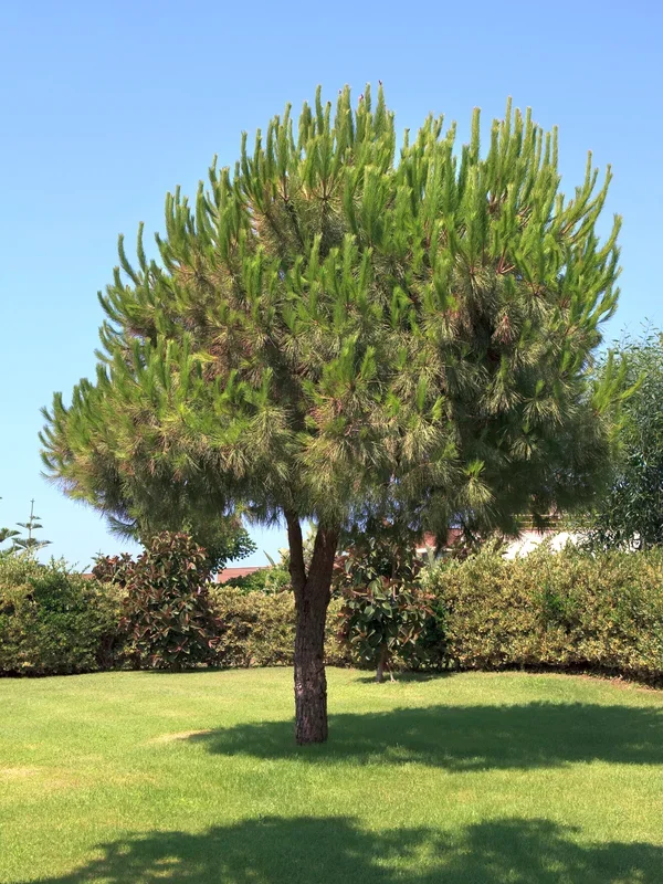 Pinus pinea – Pinie, Mittelmeer-Kiefer