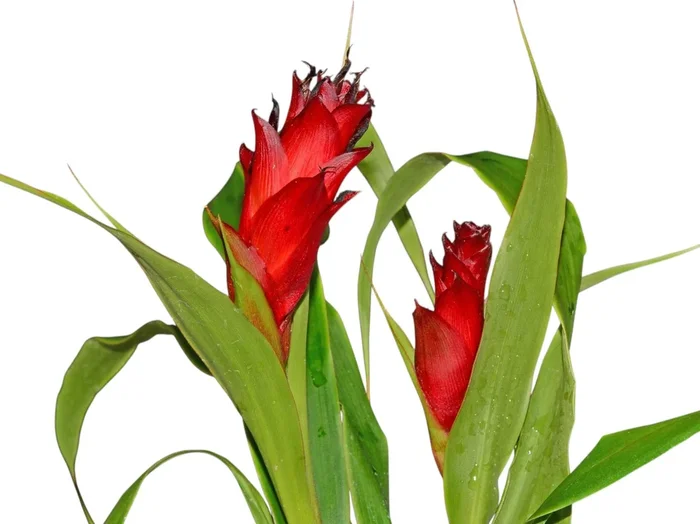 Pitcairnia nigra