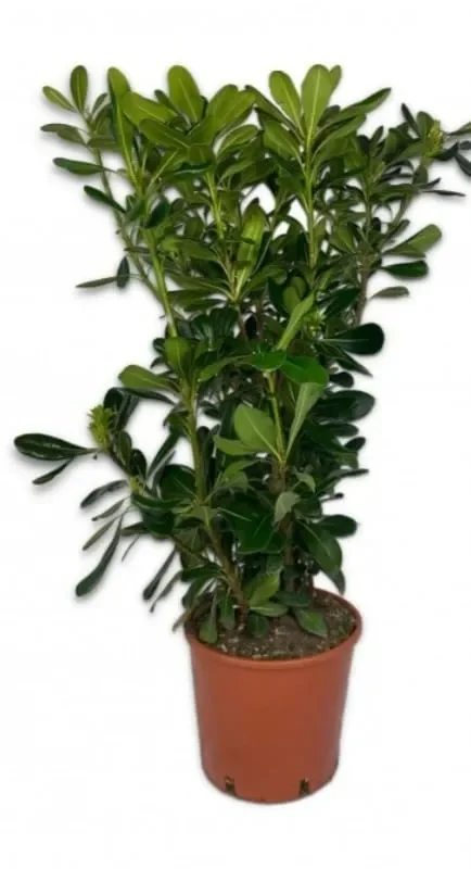 Pitosforo rustic drought-resistant hedge 75 cm pot 24