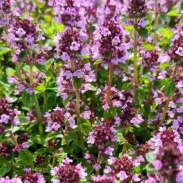Pizzathymian (Thymus vulgaris)