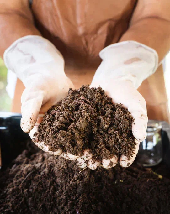 Plantsome’s Umtopfservice für die Mitarbeiter des Monats