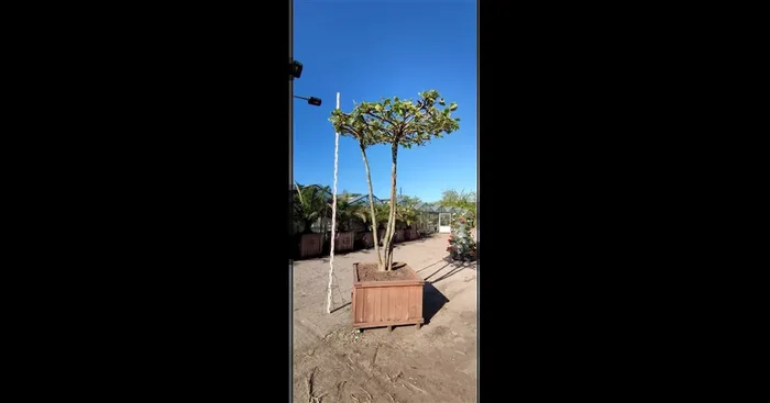 Platanus
