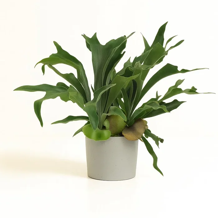 Platycerium Bifurcatum – 80cm