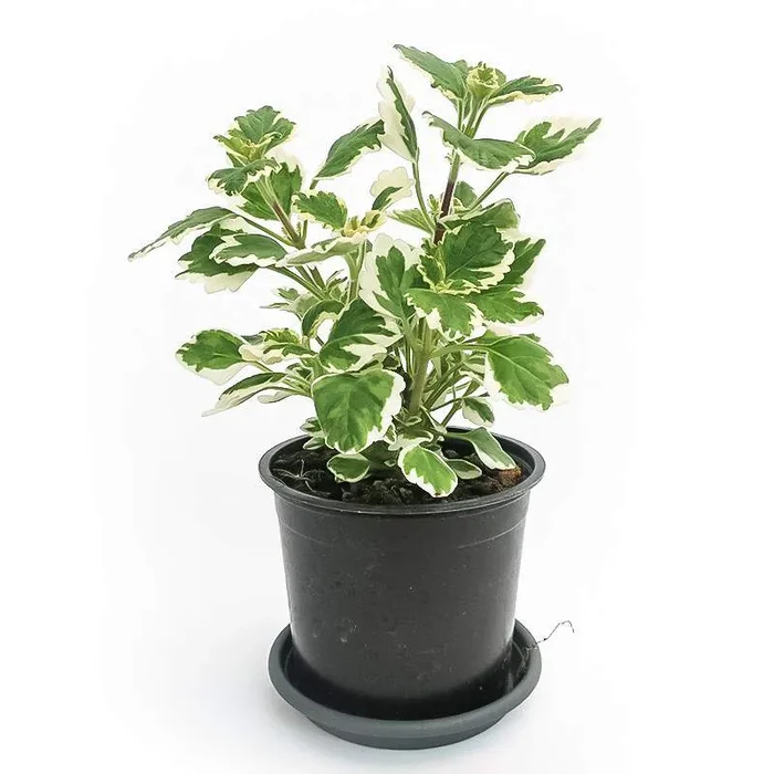 PLECTRANTHUS Weihrauchpflanze
