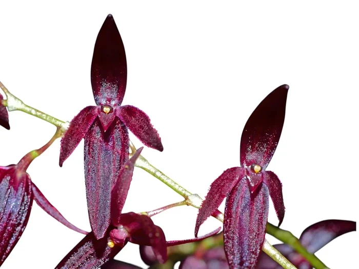 Pleurothallis rowleei